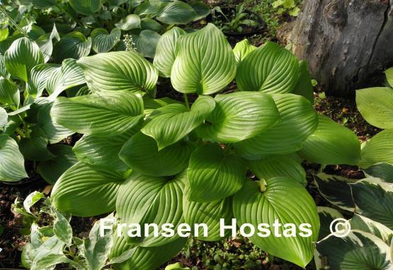 Hosta Vino Verde